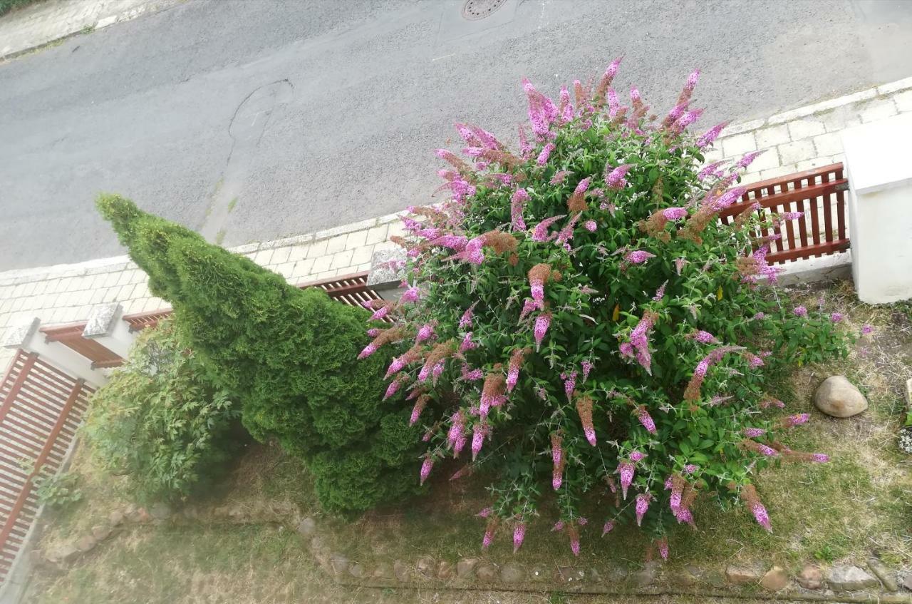 Penzion Flora Žatec Exterior foto